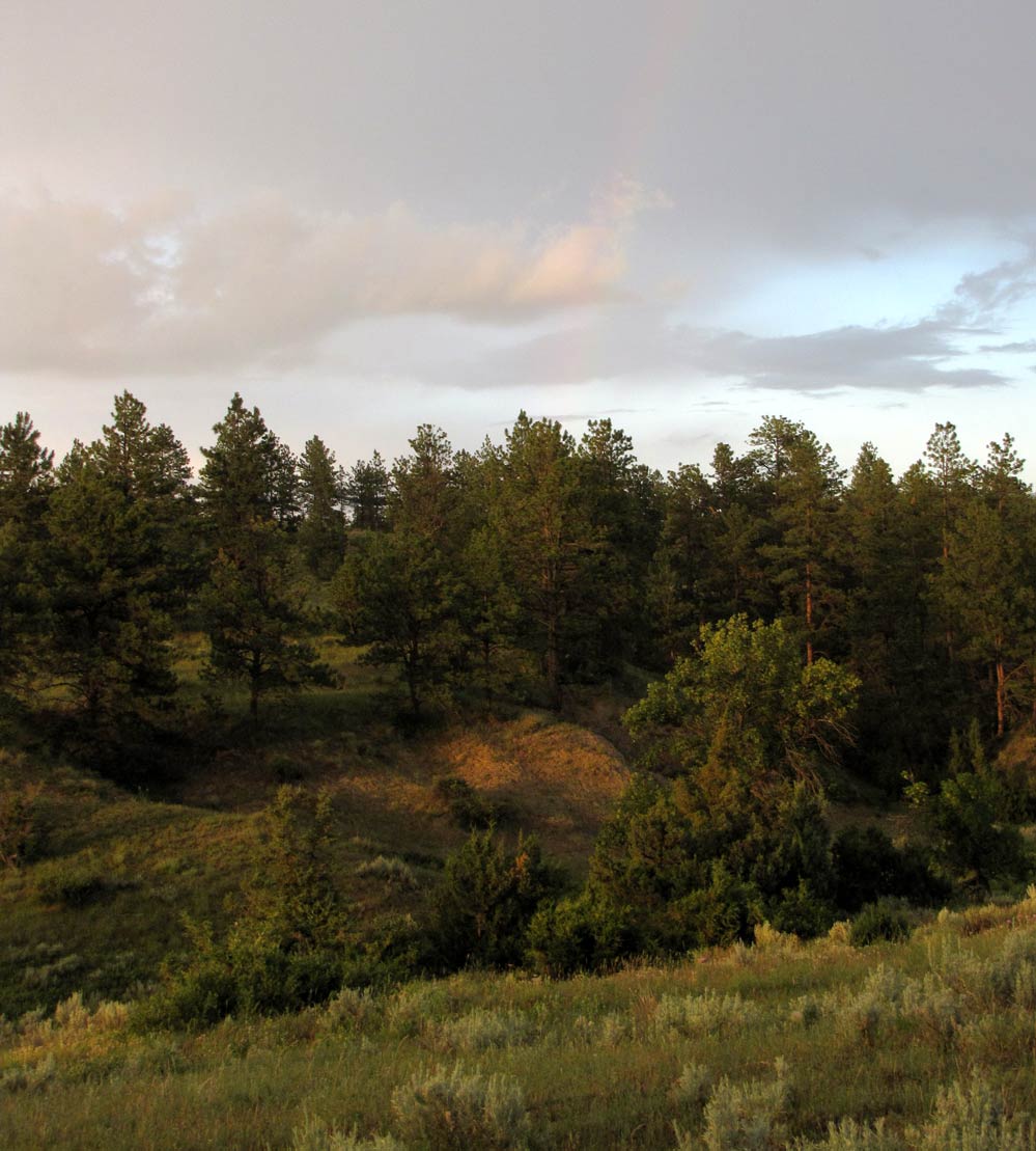   MONTANA FOR SALE UNDEVELOPED SPRING WATER TREES, DEER, ELK  